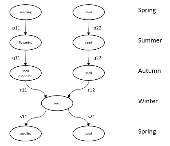 Fig. 1 Seasonal life cycle graph
